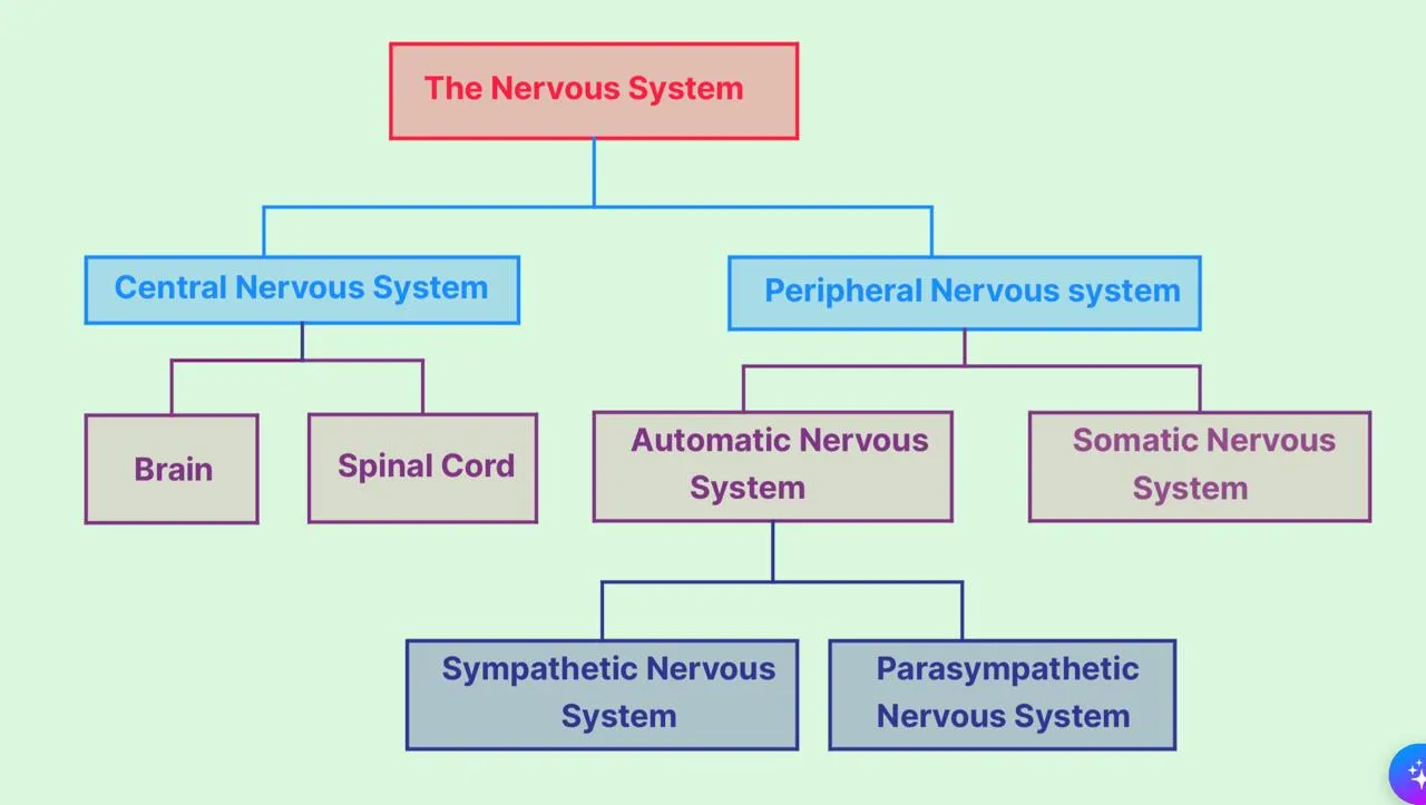 Types of Nervous-System
